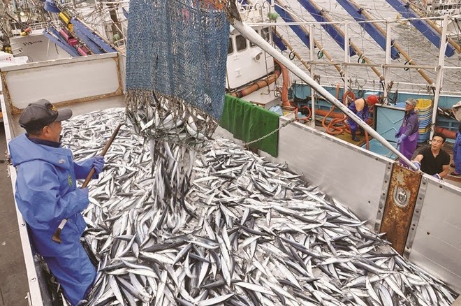 Các loại cá thu được khai thác và đánh bắt ở Việt Nam